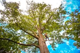 Best Tree Removal Service  in Fort Knox, KY