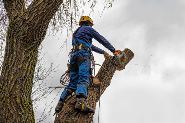 Fort Knox, KY  Tree Services Company