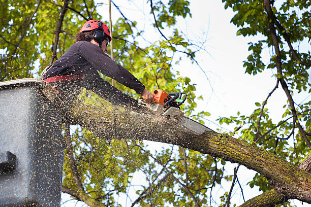 Best Tree and Shrub Care  in Fort Knox, KY