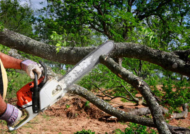 Best Tree Trimming and Pruning  in Fort Knox, KY